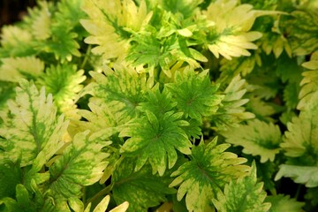 Coleus or Painted Nettlein a garden
