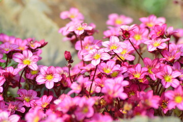 Pink Saxifraga flowers