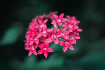Close-up of a pink egyptian starcluster flowering plant