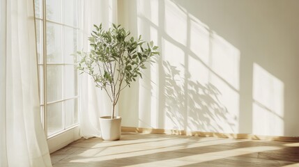 Fototapeta premium A quiet minimalist corner in an empty house, featuring a lone potted plant, a thin white curtain, and pale walls 
