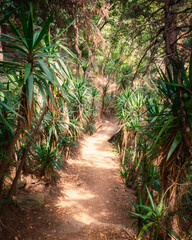 Path in the jungle