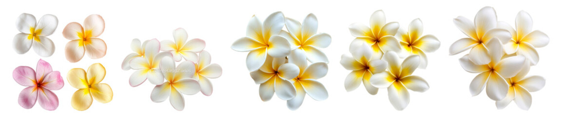 Beautiful Plumeria Flowers in Various Colors and Arrangements, PNG bundle collection, Isolated on Transparent Background