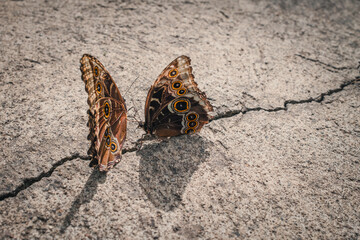 Butterfly on the ground - Botanical garden, Lake Atitlan