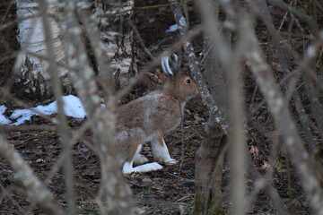 an unmolted hare sits under a bush in mid-May