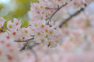As flores de Cerejeira e a Abelha