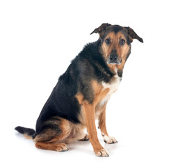 german shepherd mix breed
