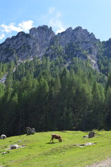 A cow grazing in a meadow near Malga Lussari, Monte Santo di Lussari, Tarvisio