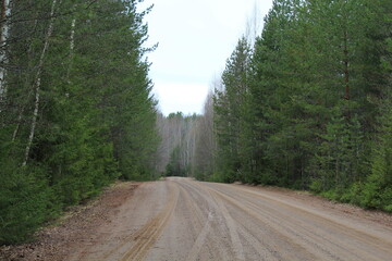 Obraz premium dirt roads in the forest in mid-May