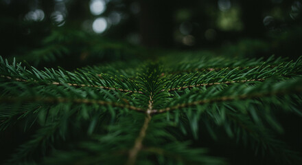 Lush Green Evergreen Conifer Branches Close Up Deep Forest Texture Natural Background