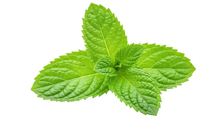 Isolated Fresh Mint Leaves