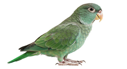 Isolated Green Parrot