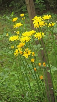 YELLOW FLOWERS OF CREPIS BIENNIS IN A MEADOW