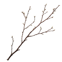 Isolated Branch with Buds on Transparent Background for Design Use