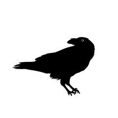 bird, animals