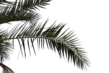 Palm tree leaves Isolated on a Transparent Background PNG	