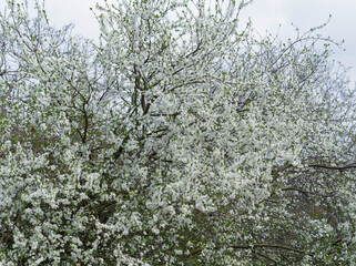 Prunus domestica syriaca or Mirabelle plum tree with bare upright branches and twigs covered with clusters of white flowers
