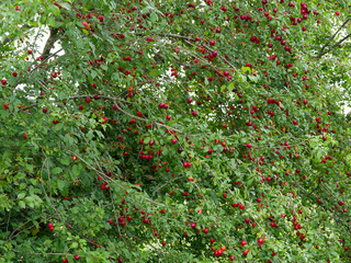 Mirabelle plum tree or Prunus domestica syriaca with spreading branches bending under the weight of...