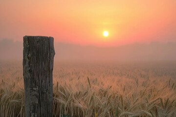 Foggy dawn over a wheat field, a weathered wooden post stands in the foreground as the sun rises in a hazy sky.