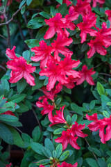 A blooming azalea in the botanical garden. Beautiful pink flowers close-up. 