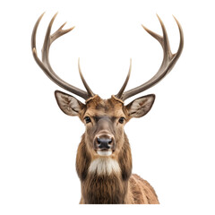 Fototapeta premium A deer with large antlers looking forward