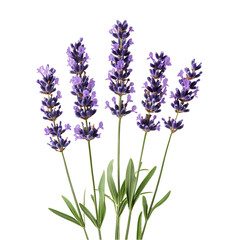 Naklejka premium Isolated Lavender Flowers on Transparent Background for Design Use