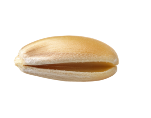 Single wheat grain close-up