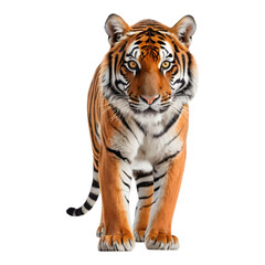 Fototapeta premium A tiger standing in profile with a focused gaze