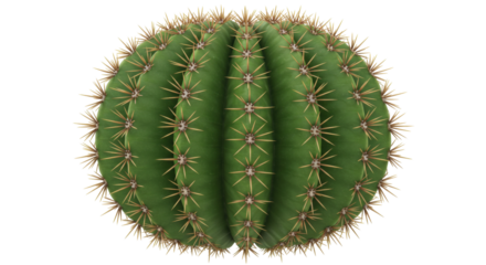 Isolated Round Green Cactus