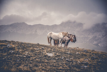 Wildpferde bei Wind und Wetter in den italienischen Abruzzen (Europa)	