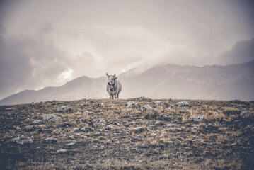 Kuh in den italienischen Abruzzen (Europa)	
