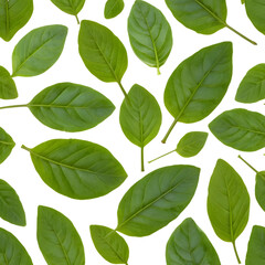 Naklejka premium Fresh Basil Leaves with a Vibrant Green Color