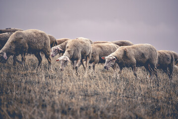 Fototapeta premium Schafherde in den italienischen Abruzzen (Europa) 