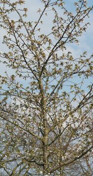Blossom of Mirabelle plum tree (Prunus domestica syriaca) on thin arching twigs in detail in early-spring
