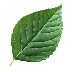 Obraz premium Isolated Green Leaf on Transparent Background for Design Use
