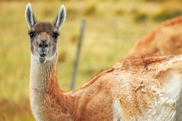 Portrait or a Guanaco in Fireland, Chile