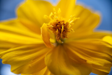 A super macro photo of a yellow Cosmos sulphureus from Luzon, Philippines. Stamen in focus
