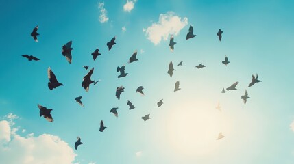 Birds soaring high sky photography nature aerial view flock of birds in flight