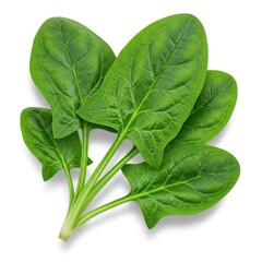 Obraz premium A close up view of fresh spinach leaves with visible veins on a white isolated background studio shot