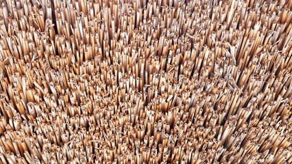 A full-frame close-up filled with chopped straw ends, capturing natural texture and agricultural detail — perfect for eco backgrounds, farming visuals, or organic product mockups.