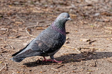 Simple shot of a pigeon on the ground, staring directly into the camera with one small eye — capturing urban wildlife, curiosity, and everyday nature in a minimalistic frame.