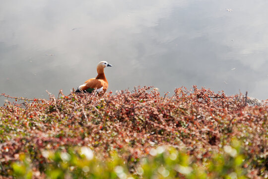 A red duck (Ruddy Shelduck) stands at the edge of water and land, capturing the balance between nature's elements &mdash; ideal for wildlife, nature, and wetland-themed visuals.