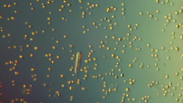Aquatic microorganisms Peranema sp., rotifer, ciliate, green algae cells-400x DIC microscope, high contrast microscopic footage of freshwater eukaryotic organisms