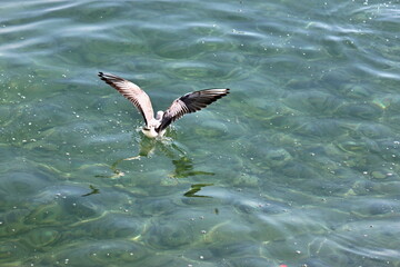 Vogel im Wasser