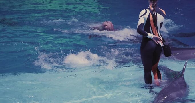 A professional trainer directs walruses and dolphins during a marine show. The trainer demonstrates the interaction and learned behavior of dolphins and a walrus on the water stage.
