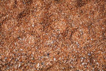 sand desert shells