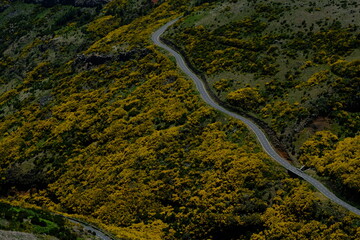 aerial view of green road