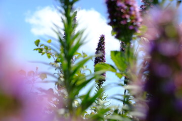 butterfly on a flower
