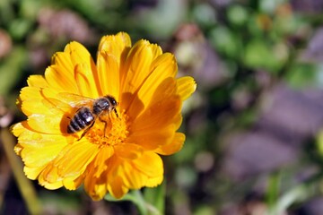 Biene auf gelber Blume