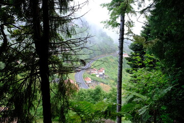 morning in the forest