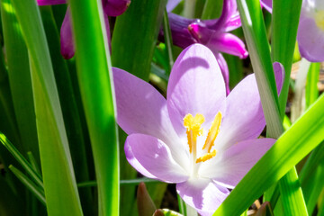 Naklejka premium Close up of purple crocus flowers with green leaves on blurred background. Macro close up, selective focus.